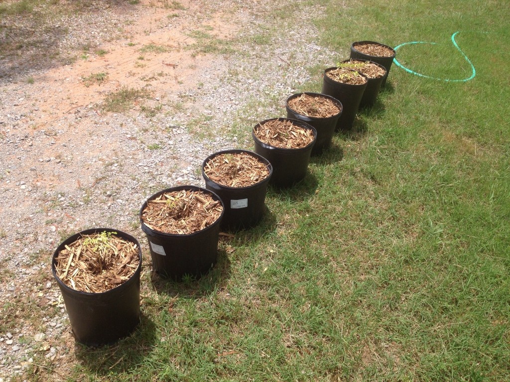 Here's my string of 8 pots each with a growing Moringa Tree