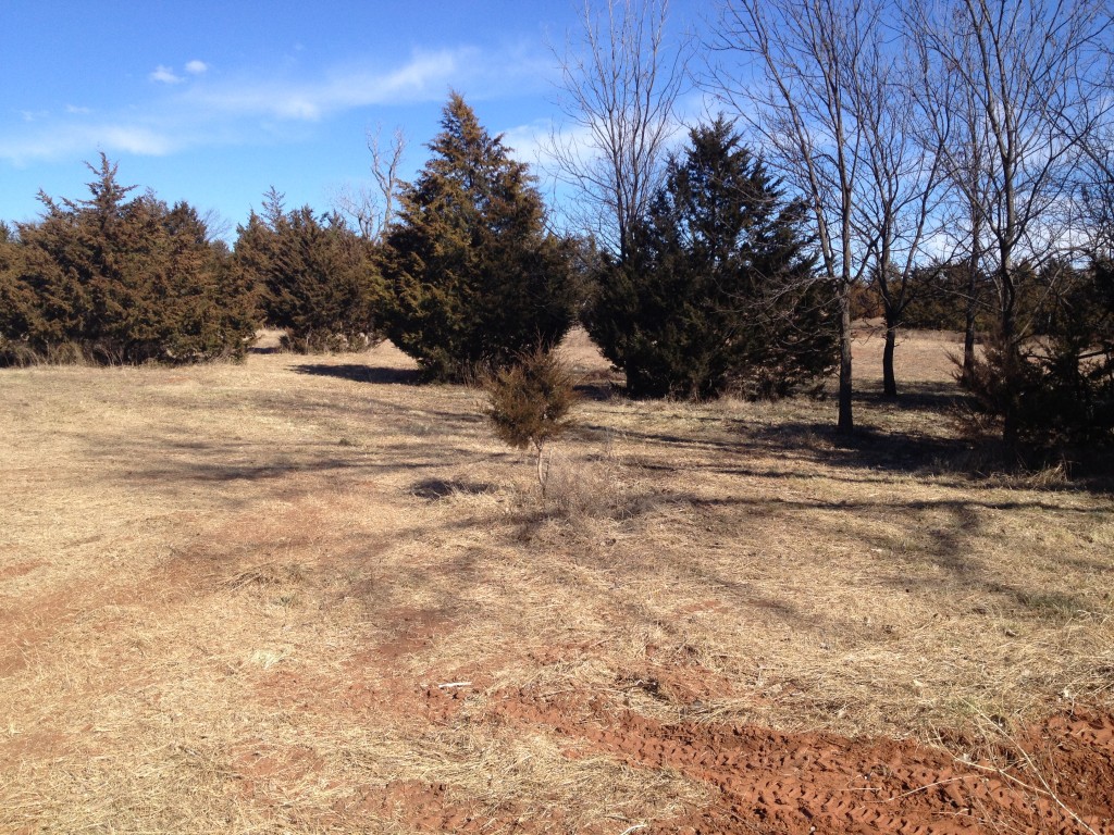 Food Plot