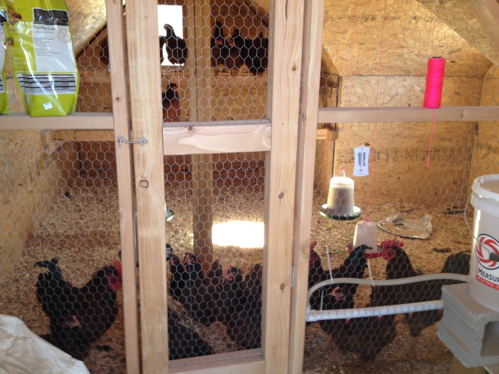 22 chickens