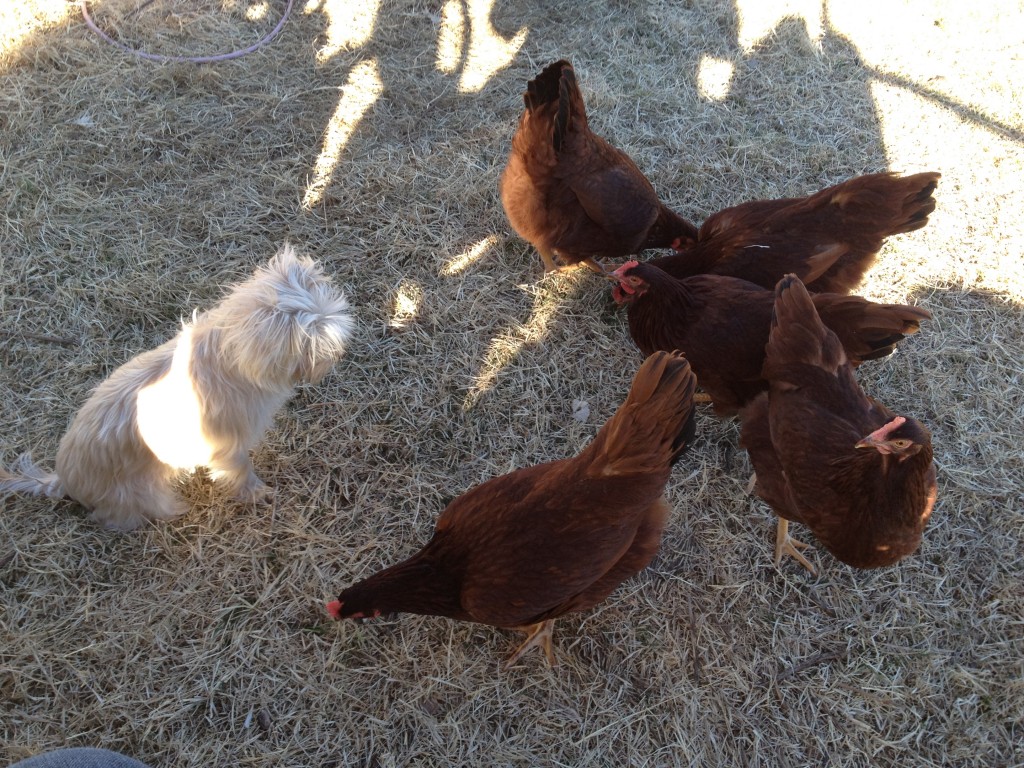 Marley and chickens